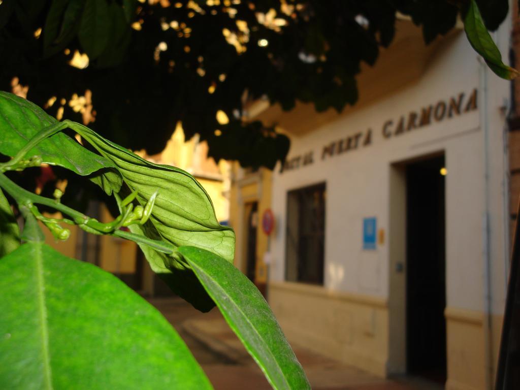 Hotel Hostal Puerta Carmona Sevilla Exterior foto